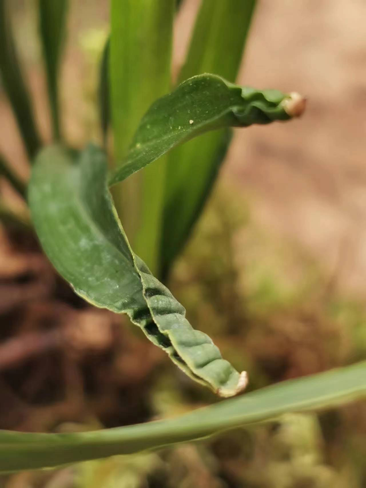 兰花兰草一物一拍