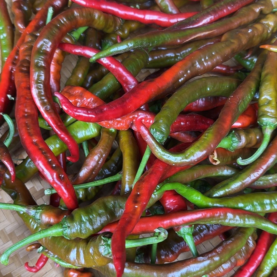 中国大陆三斤装乌红椒又辣又香