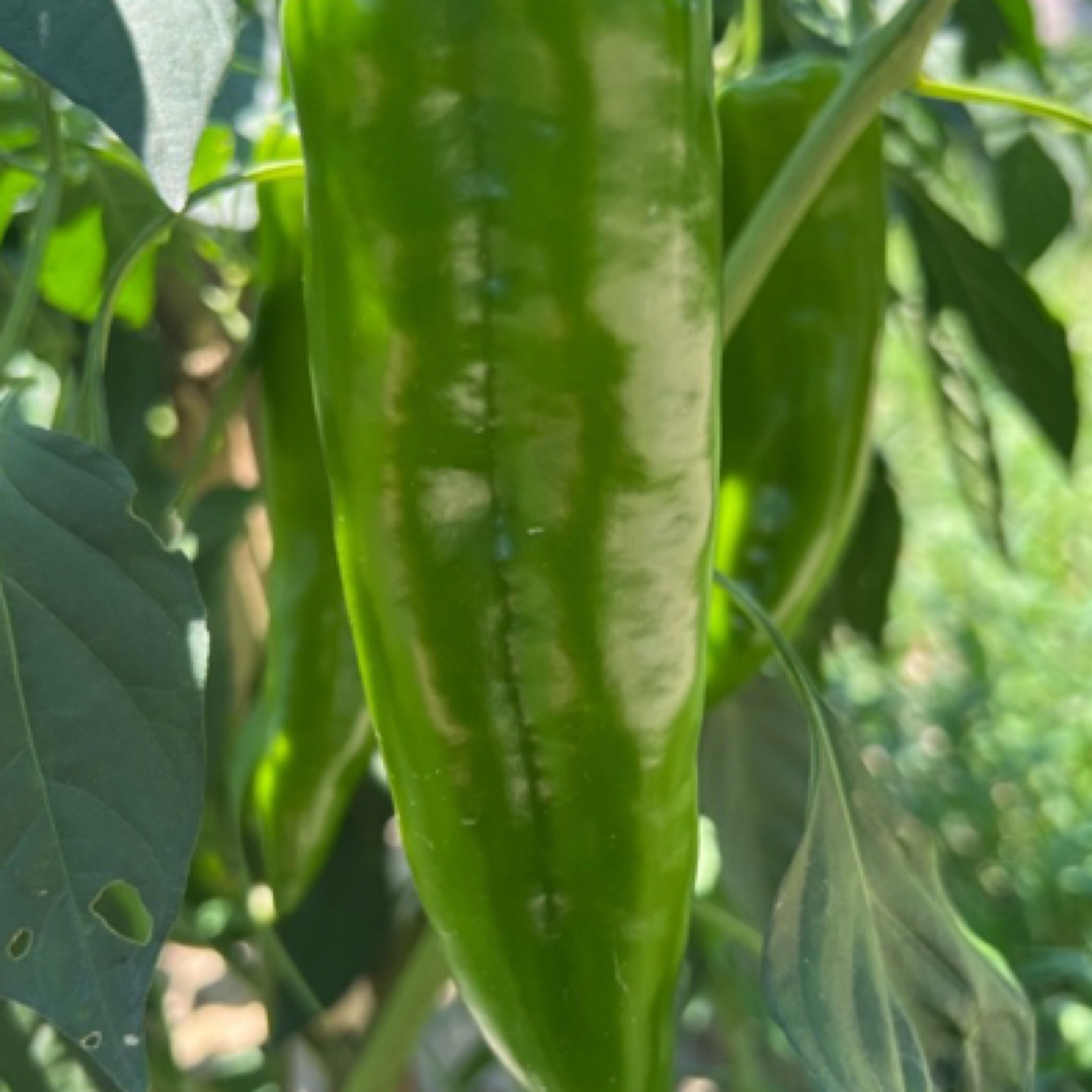 助农华容县地理标志性新鲜现摘厚皮潘家渡辣椒产地直发