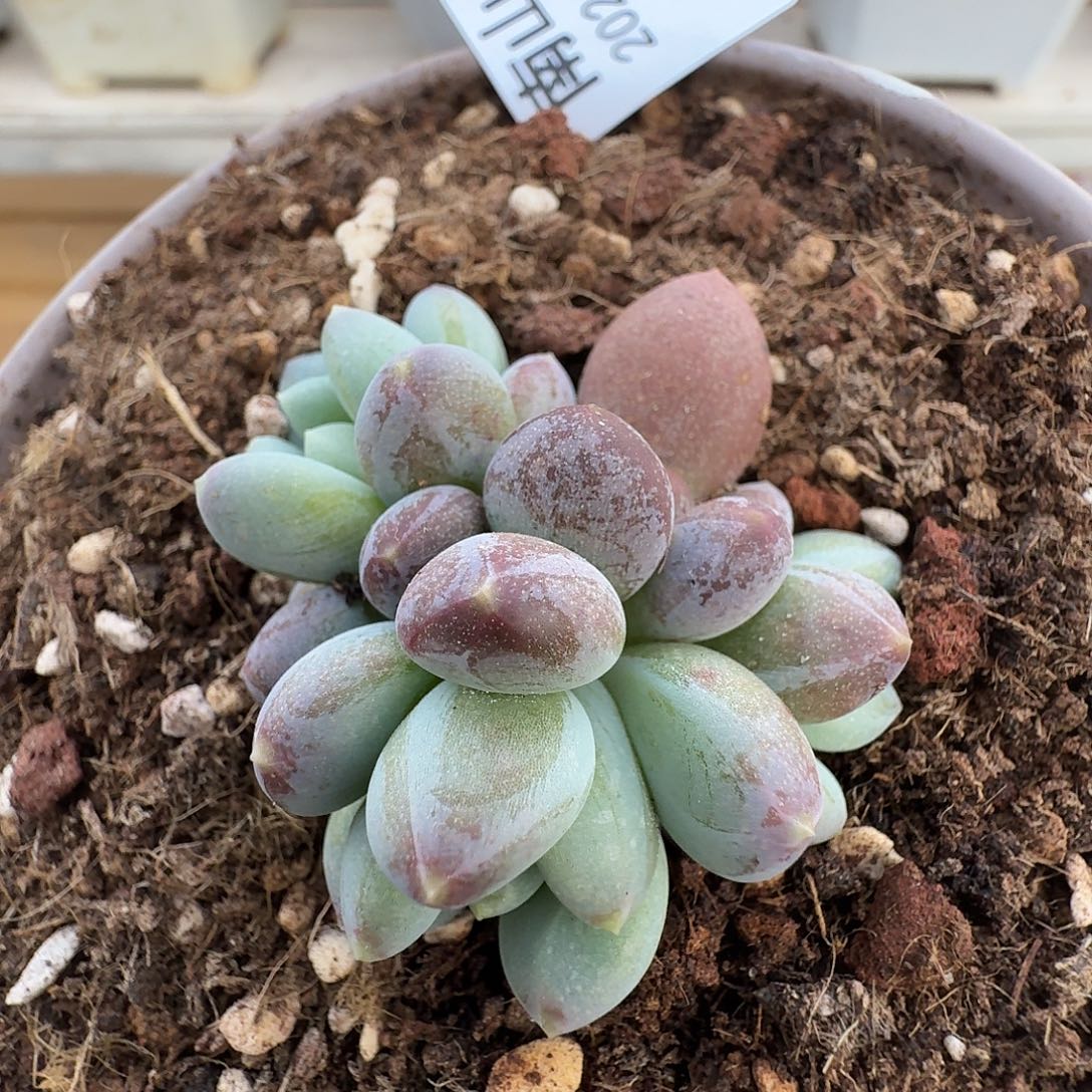 弗莱布11111103-12