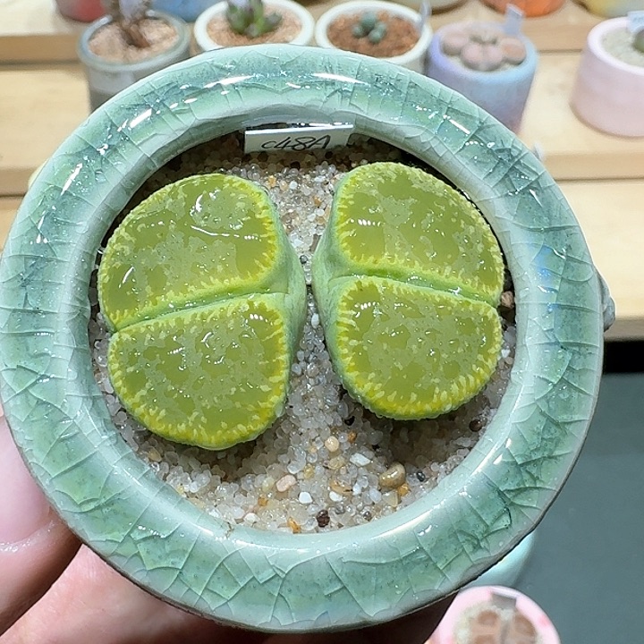 红陶蘑菇330绿光阳