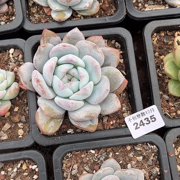 阿雅园艺。   2435星影