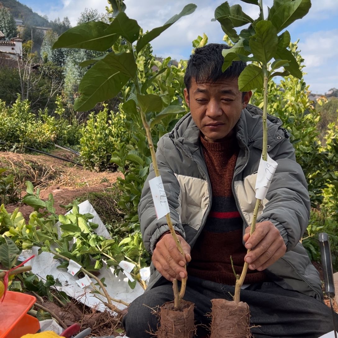 江***兵无花朵7779两颗香橼