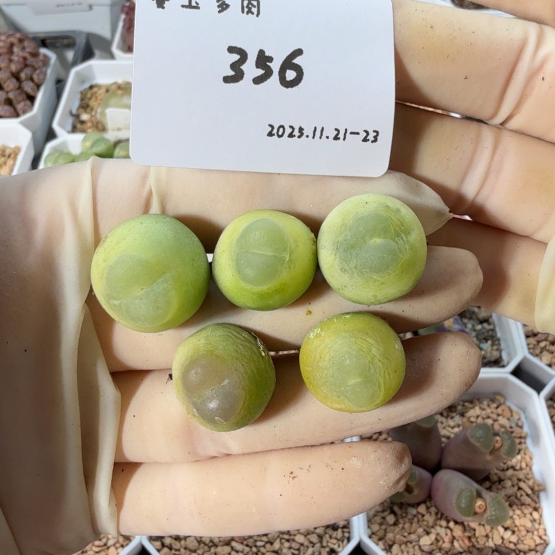 小***°多肉多肉多肉11-356