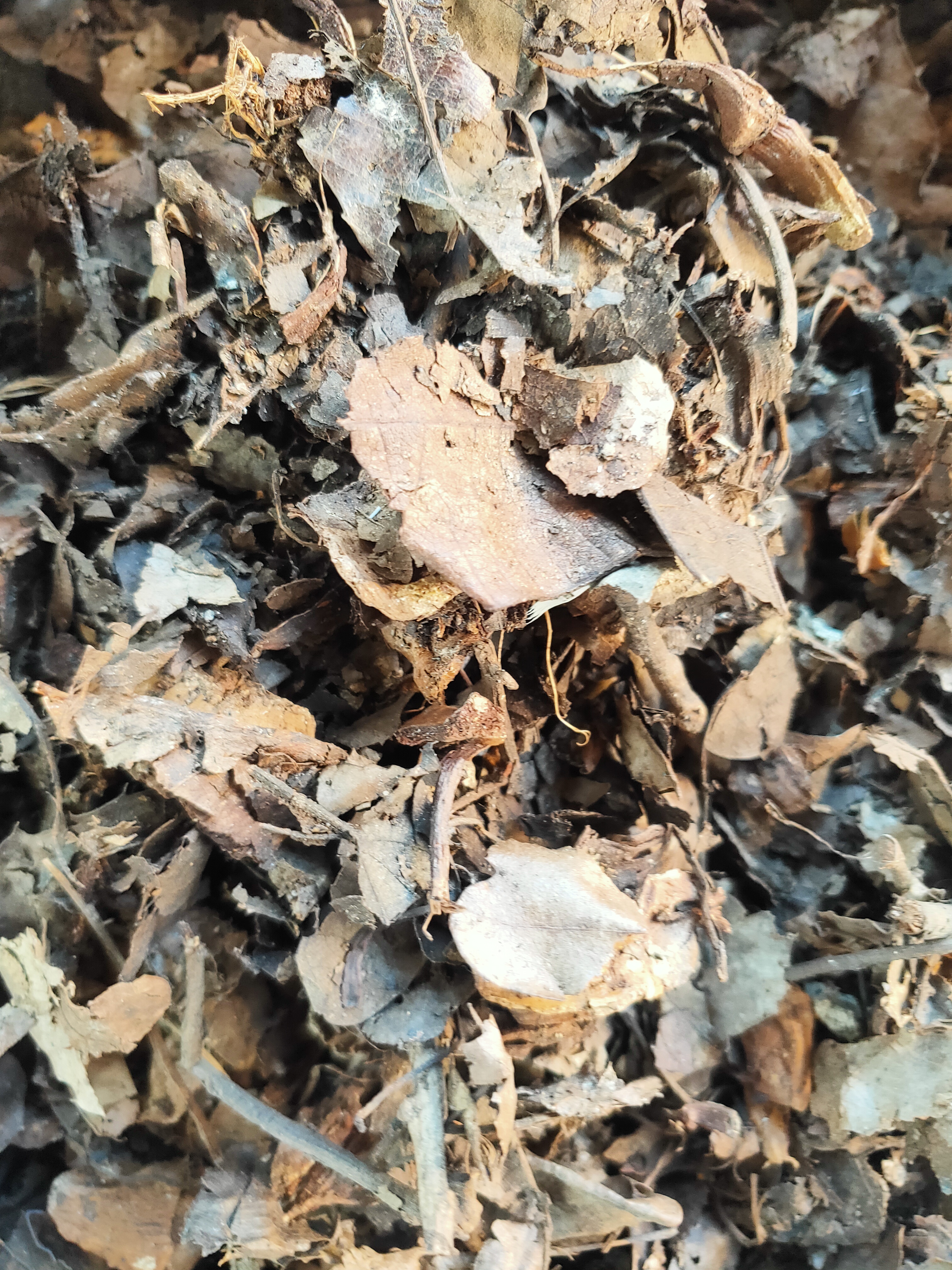 君子兰专用土腐叶土，养君子兰（新疆西藏不发货）