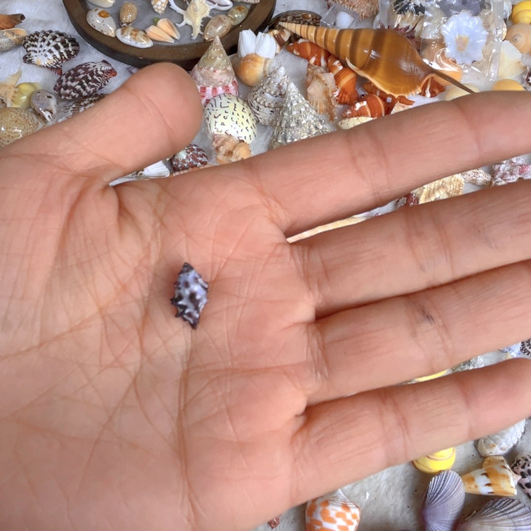 大理石磁石小*女天然贝壳海螺批发零售