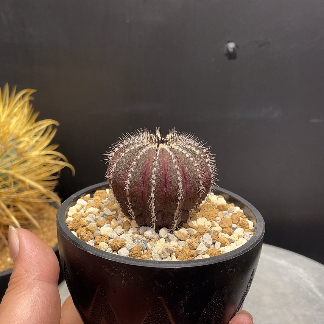 栉刺尤伯球带盆包邮