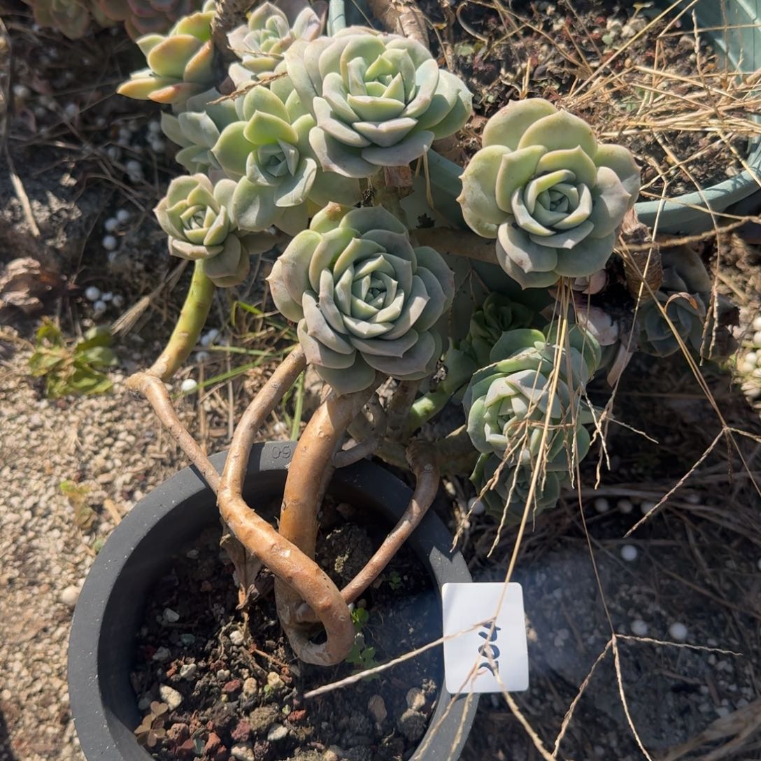 j***e204可爱玫瑰凡艺多肉