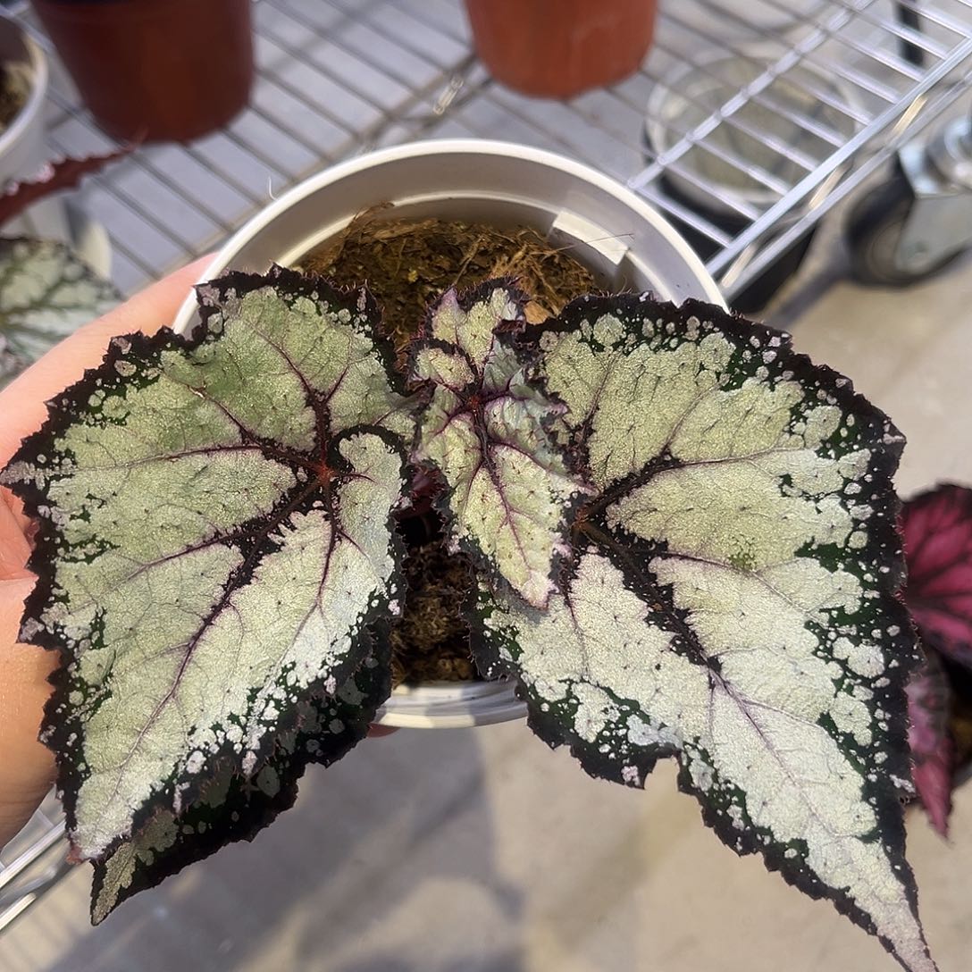 完全开放银闪闪秋海棠