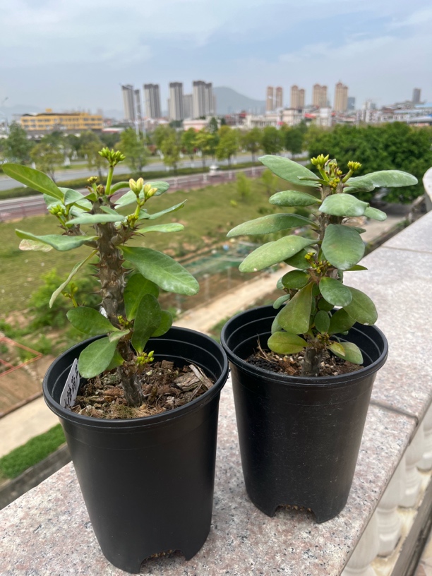 泰国虎刺梅冰糖葫芦，十多个侧芽～勤花。