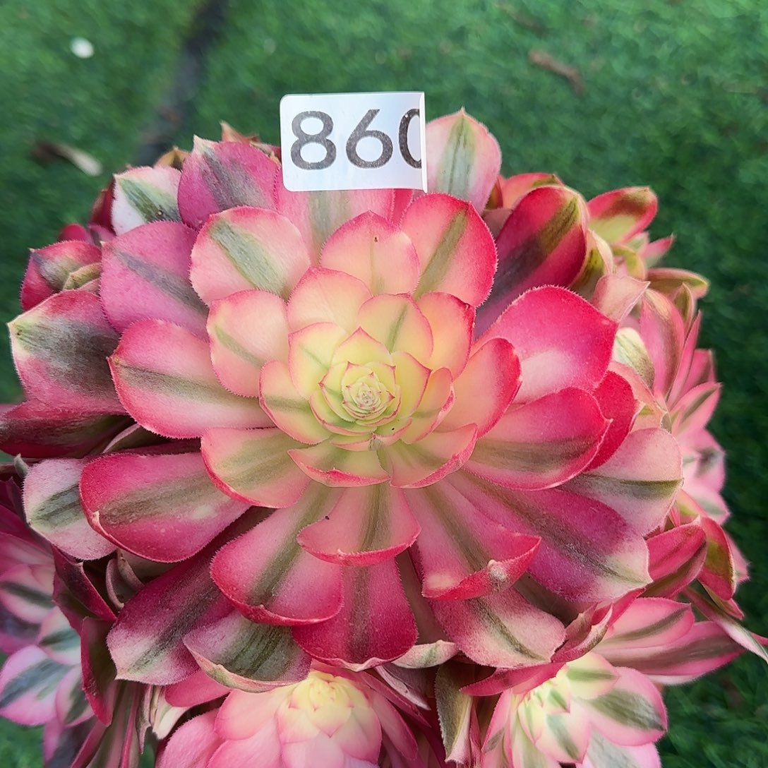 多肉植物法师倾城860