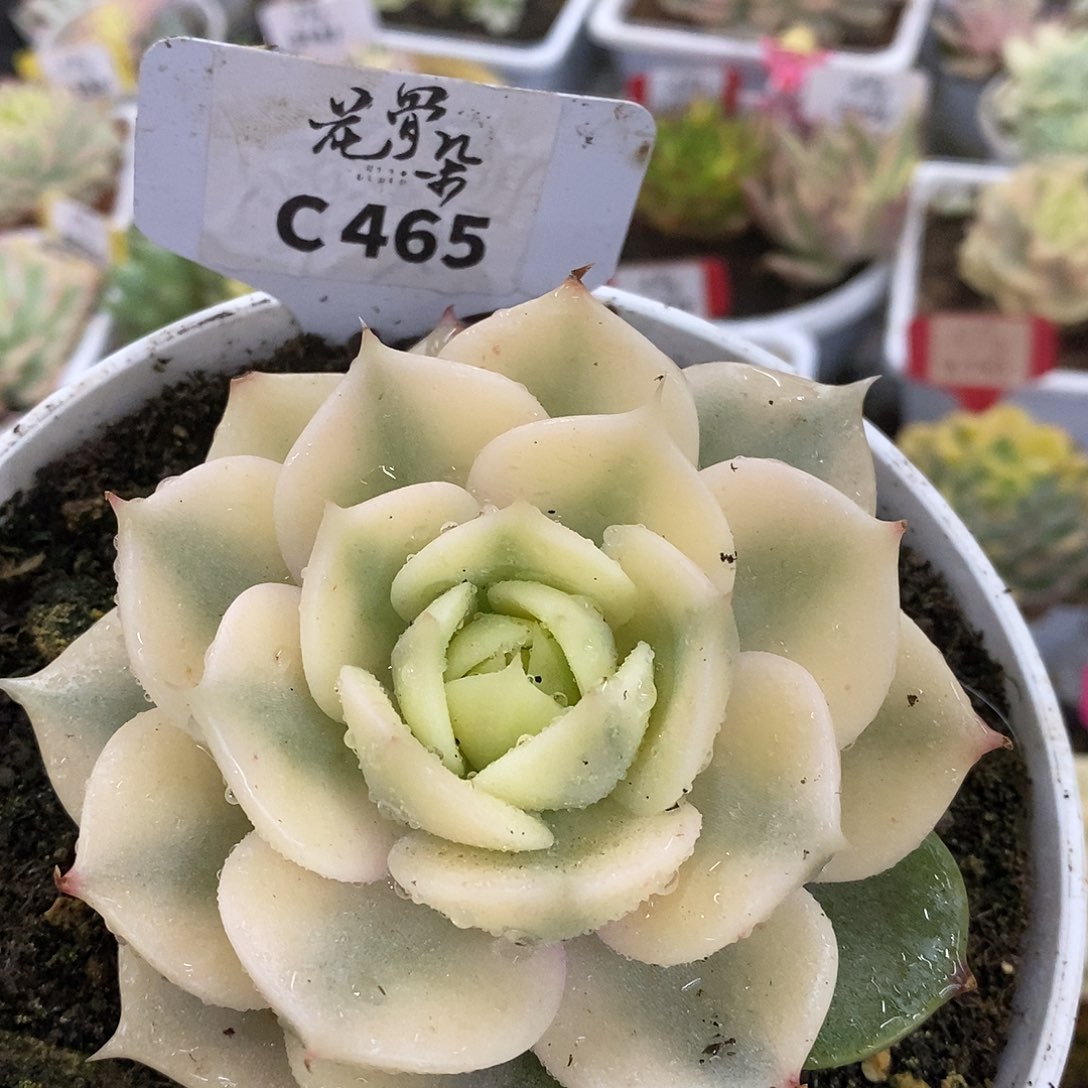 465哈哈哈哈哈哈哈哈哈哈