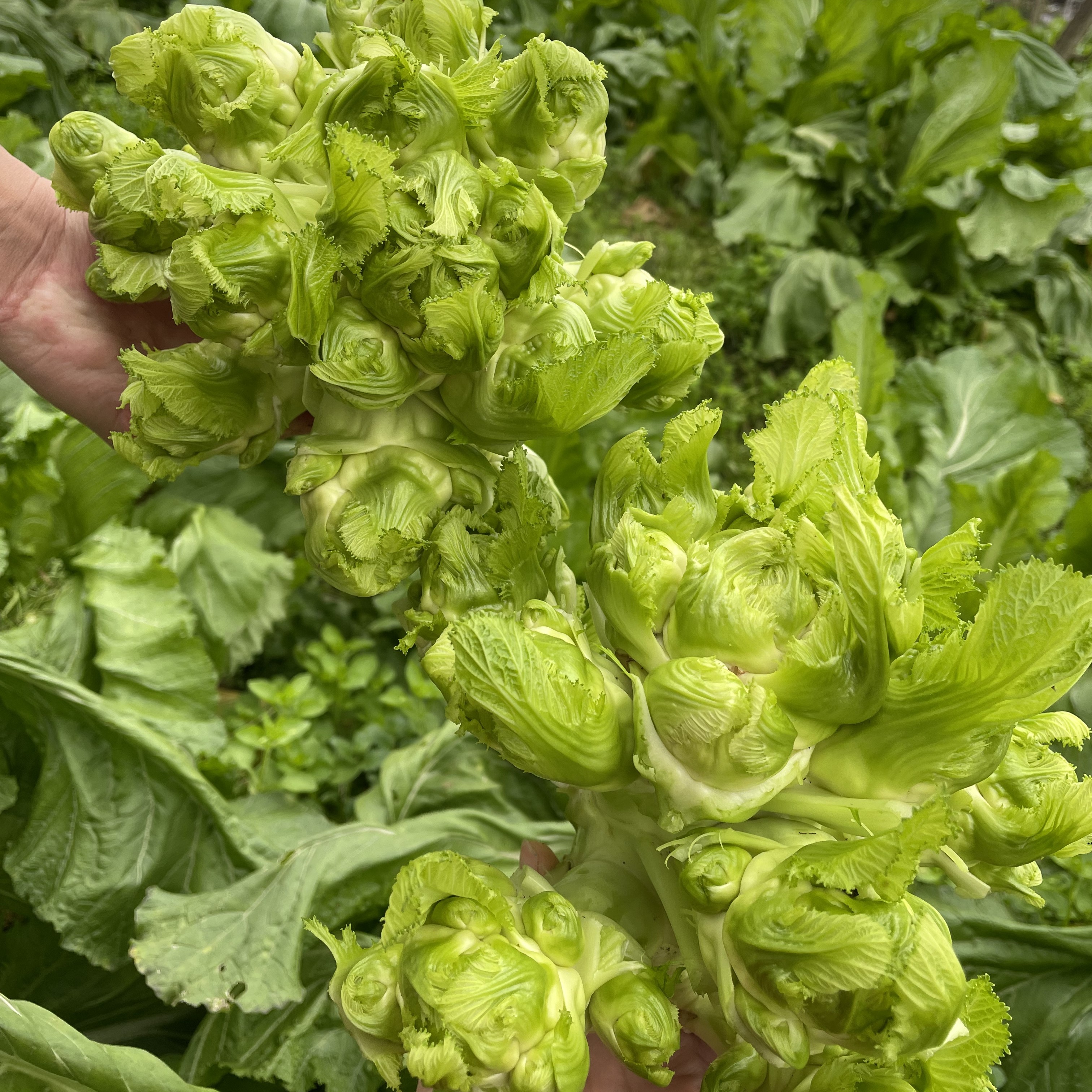 四川新鲜头茬儿菜时令农家蔬菜芥菜抱子芥现摘现发