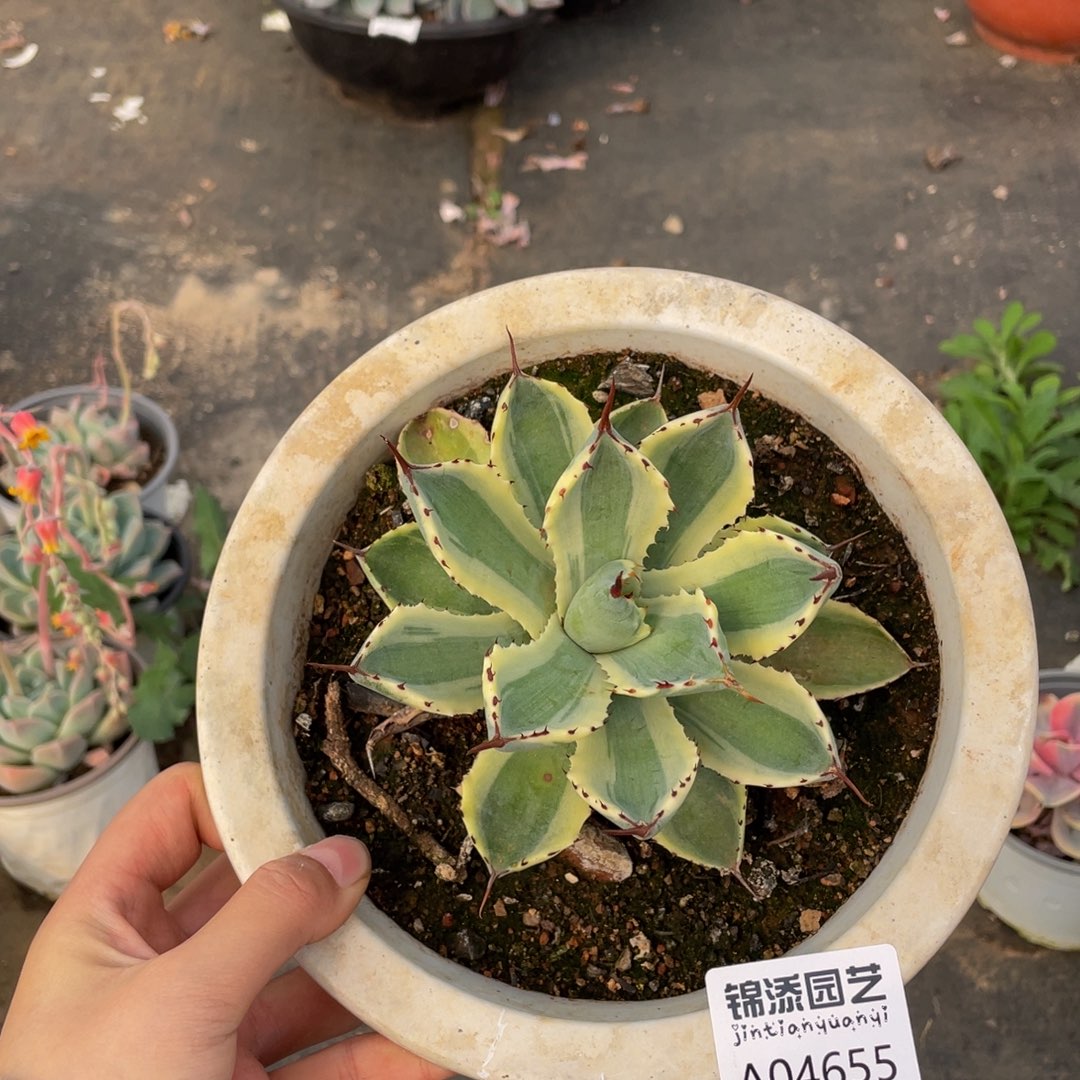 龙舌兰一物一拍4655