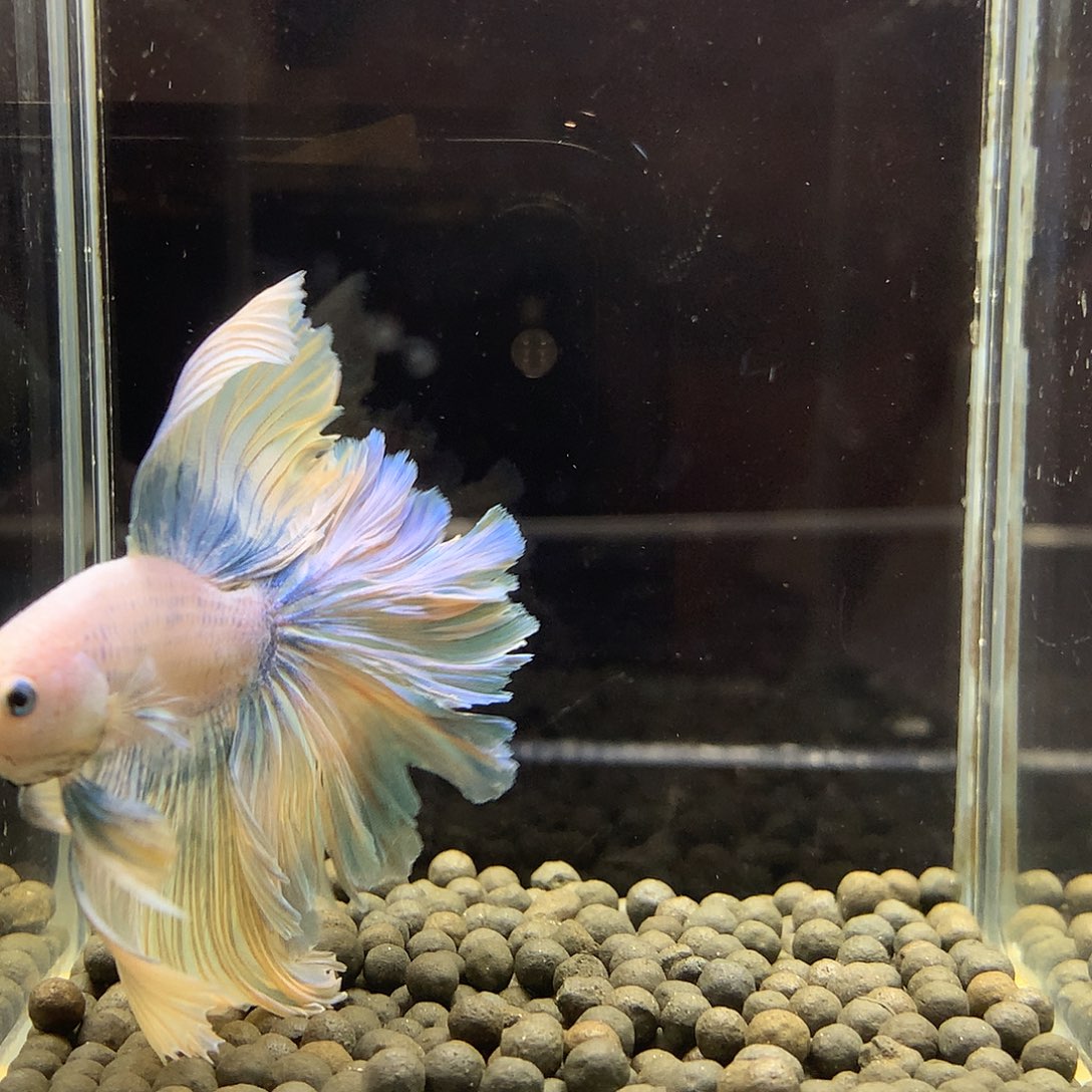 斗鱼七弟泰国斗鱼519