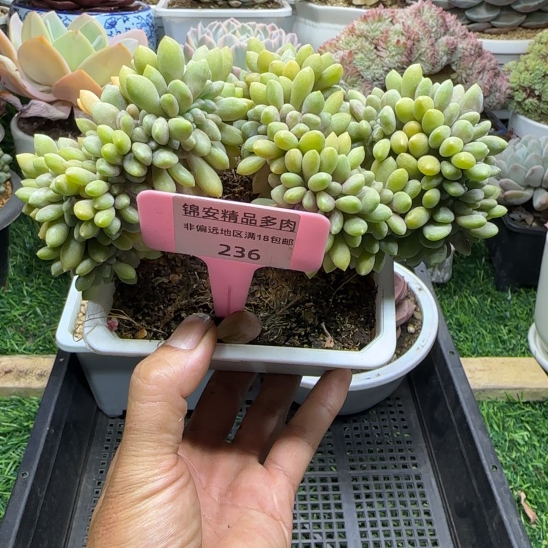 锦安精品多肉植物236