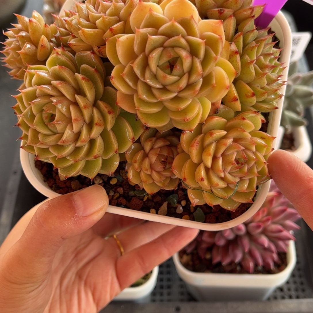 多肉植物0432 满30包邮