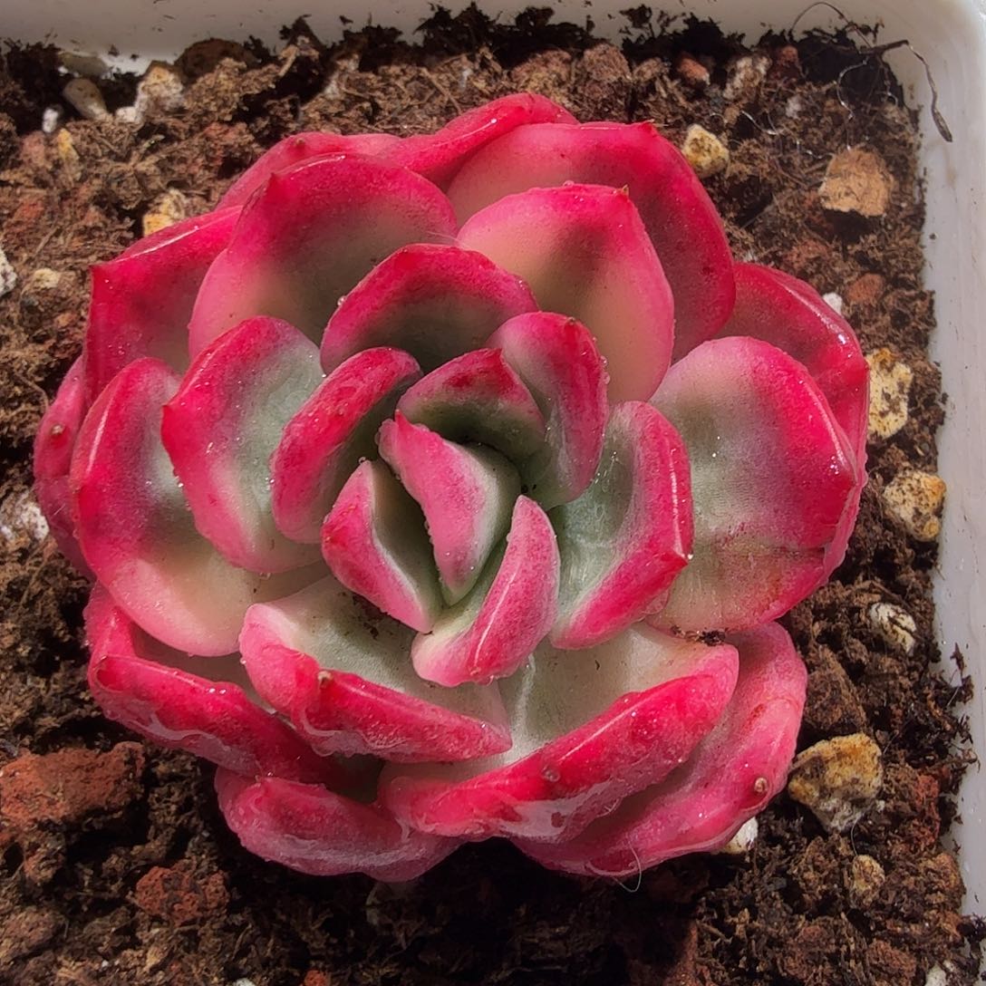 东云锦，多肉植物。