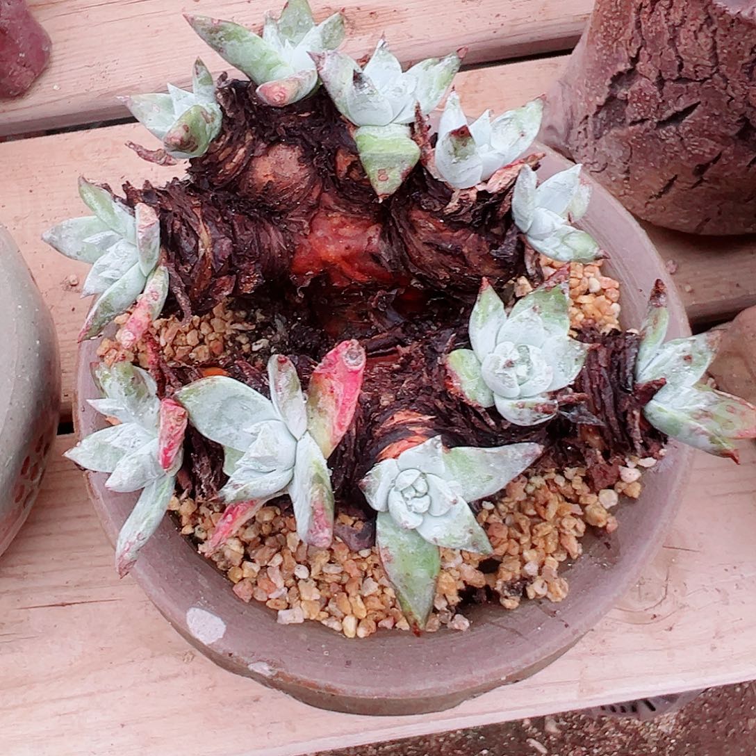 9221苹果叶杂交仙女杯