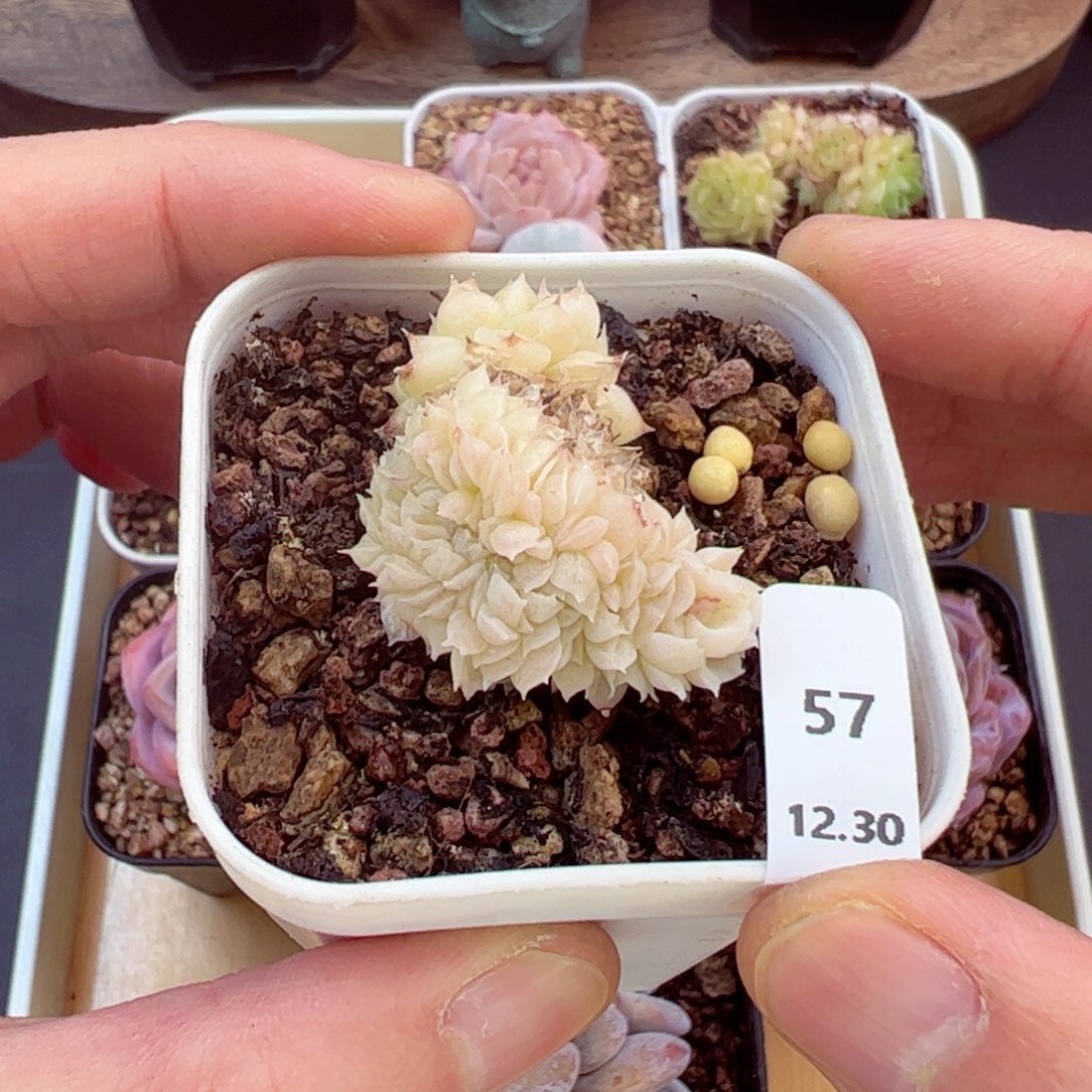 好好看57、哈哈哈哈