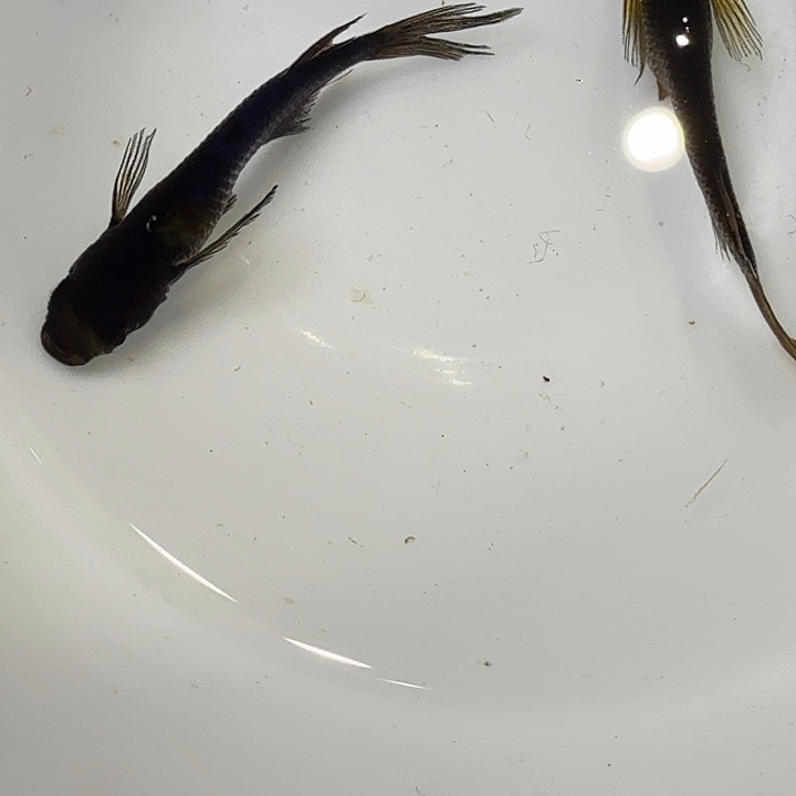 青鳉鱼20号拍品长鳍大蛇