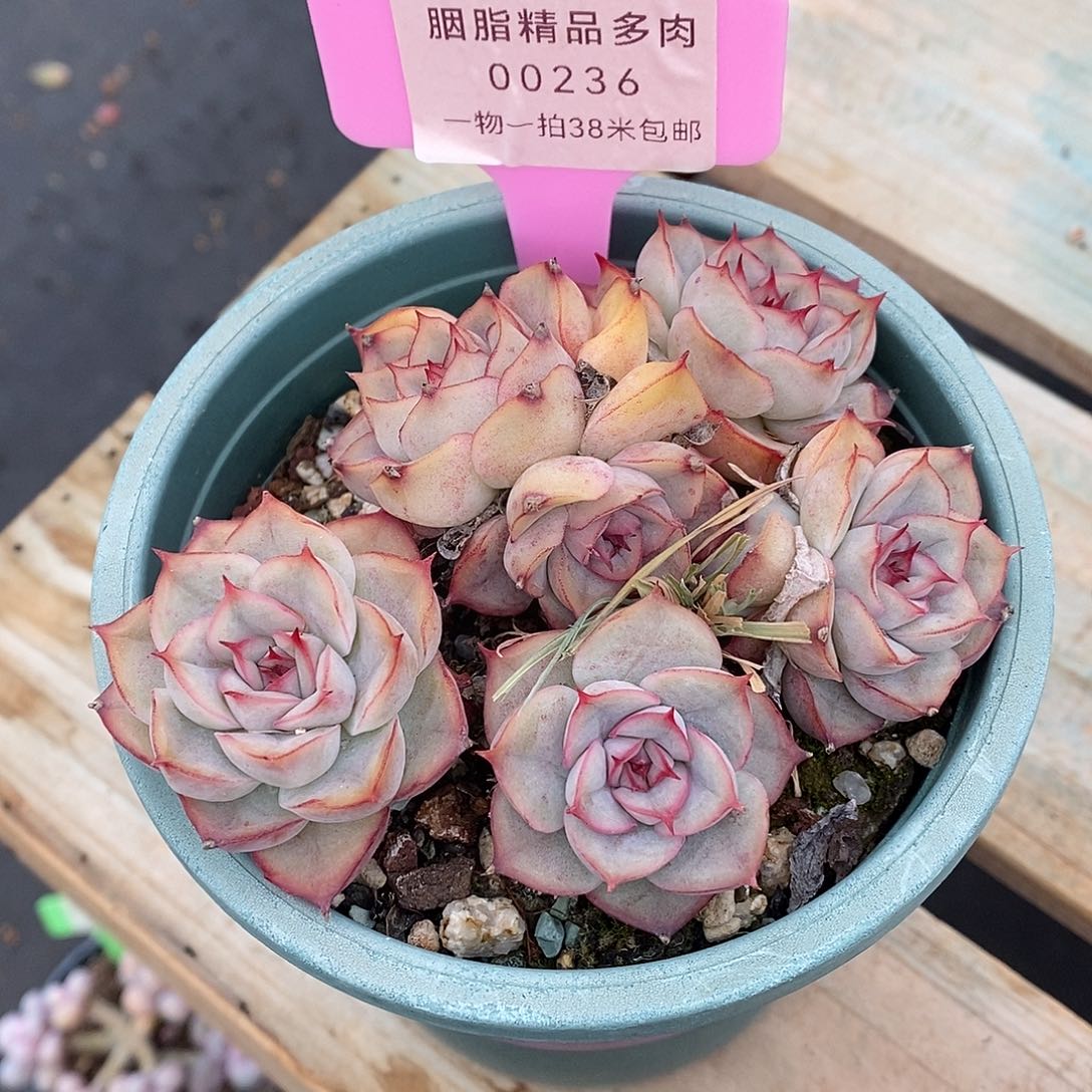 236天一社区里咯咯哦哦哦哦