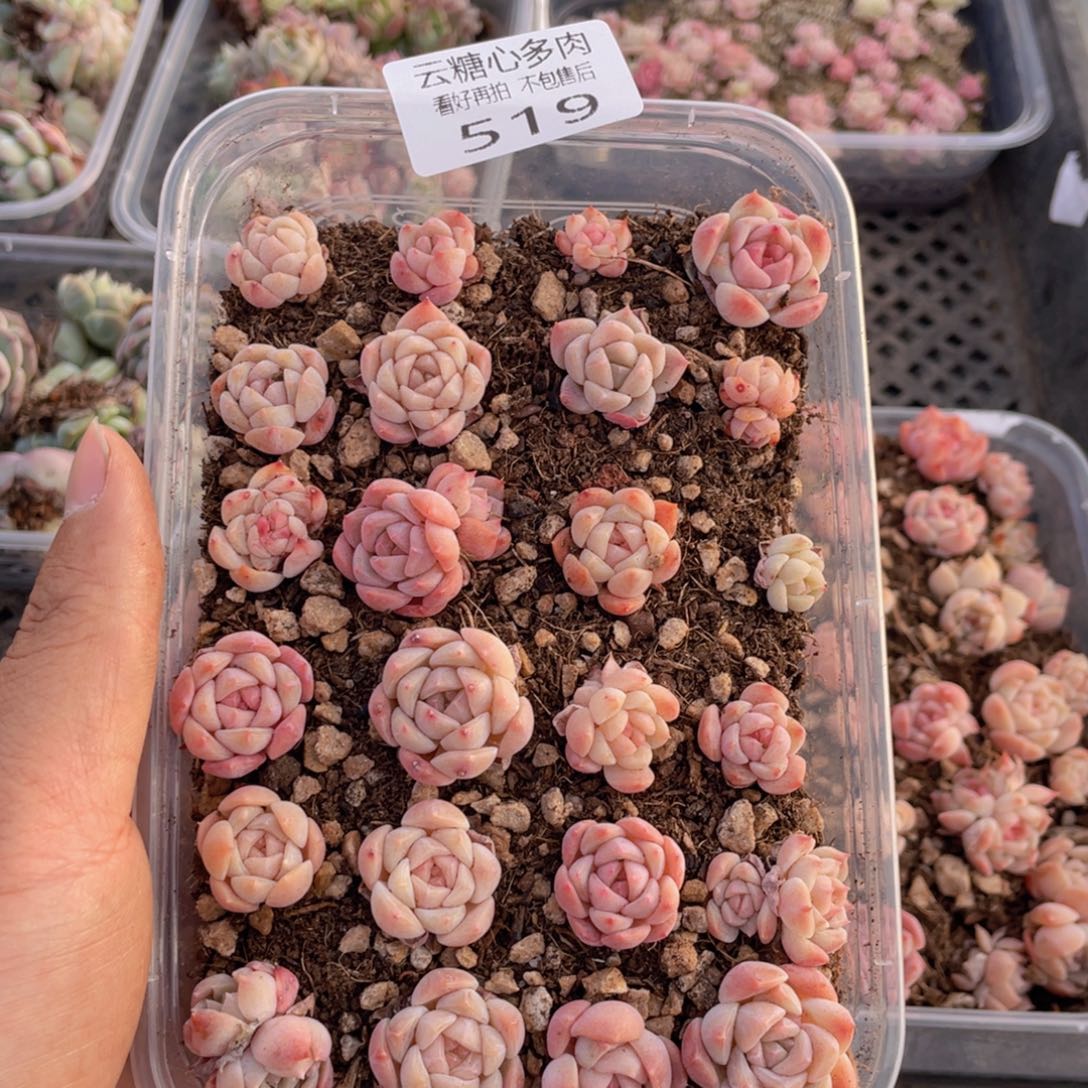 云糖心多肉植物519