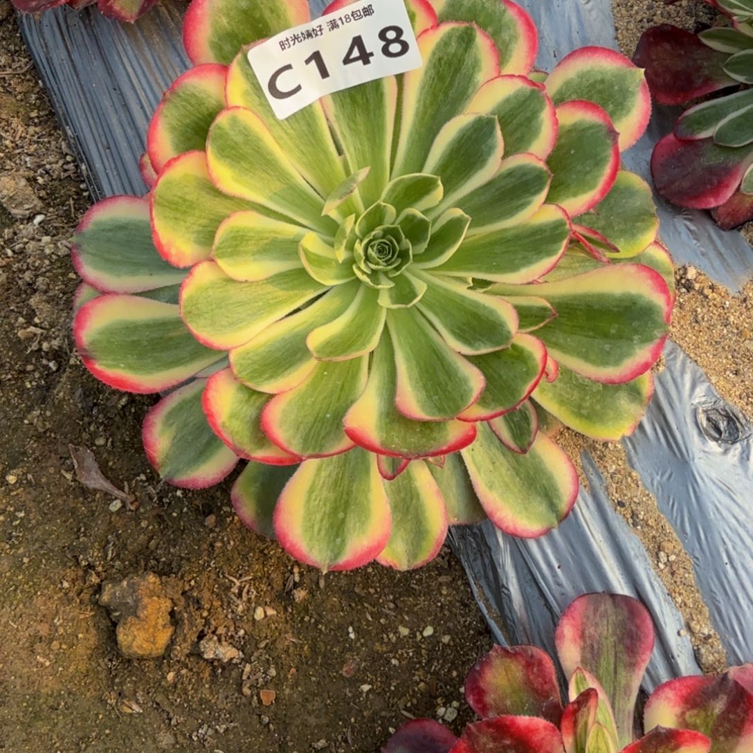 148海棠到秋，粉体多肉