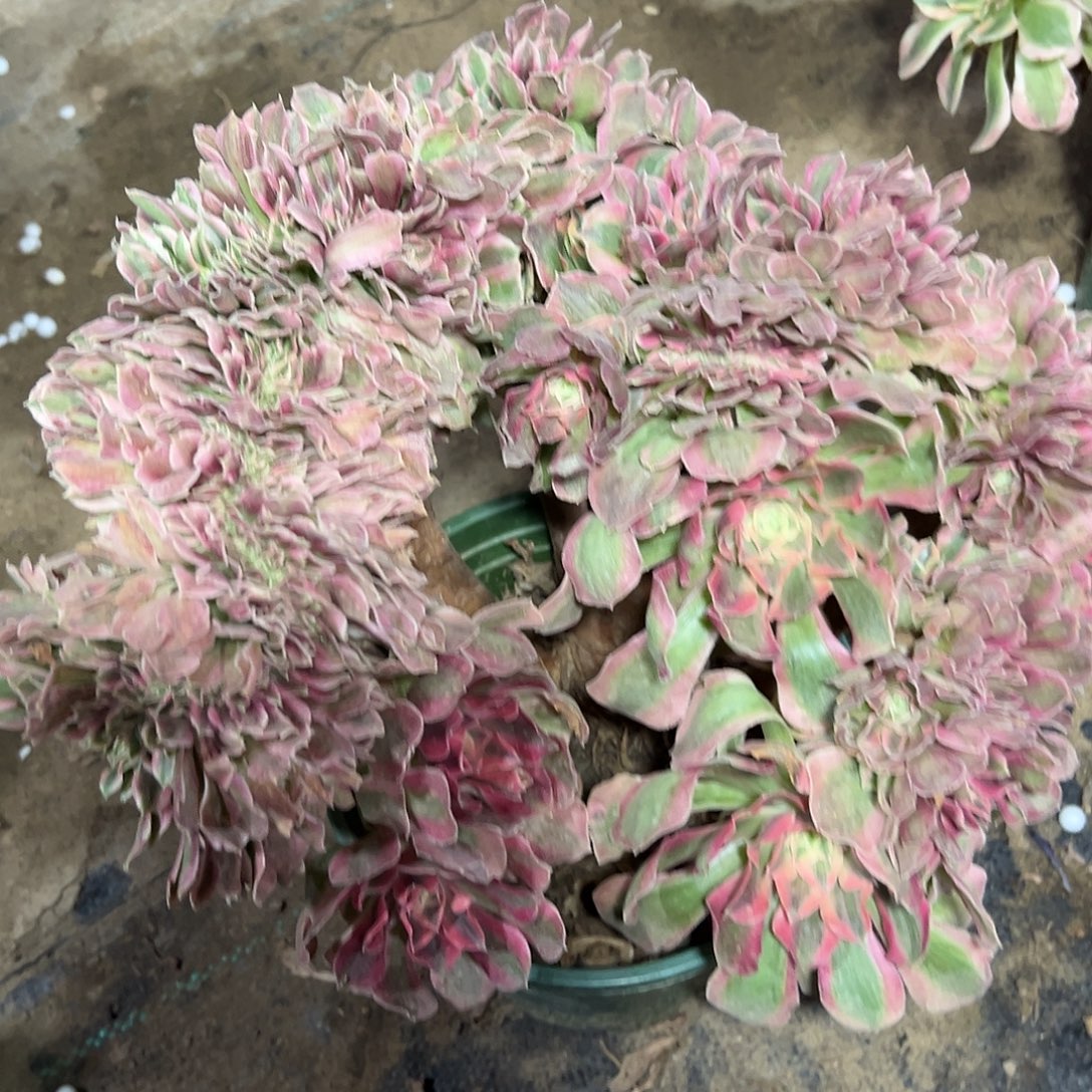 多395肉植物粉女巫缀花