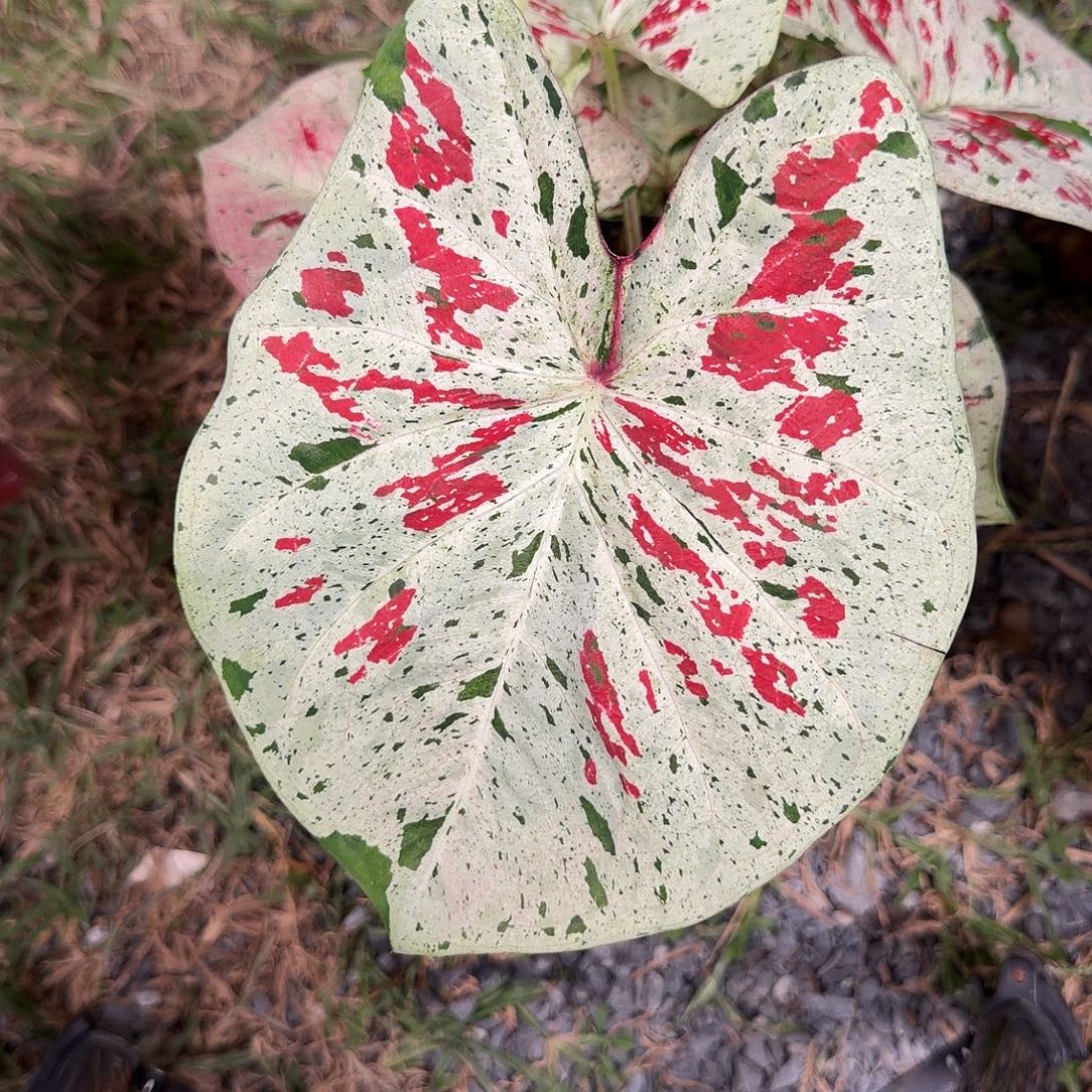 无花朵天空之镜p153