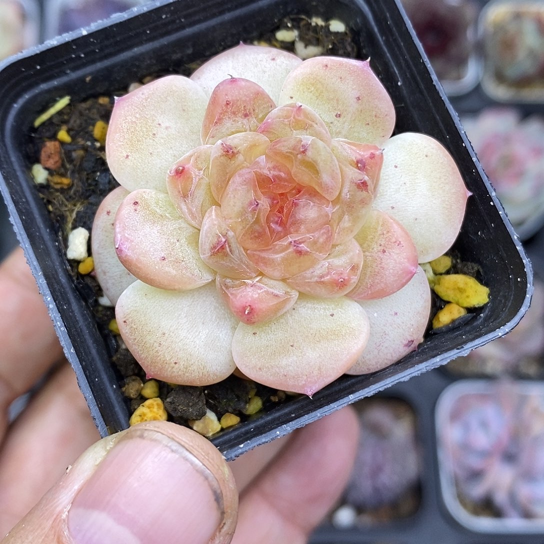 甜心多肉5厘米盆多肉植物