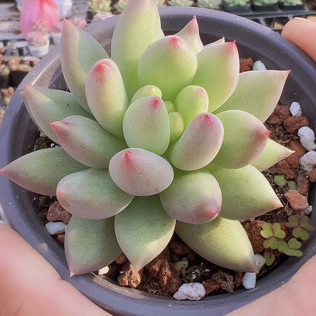 大岩字19包邮多肉植物