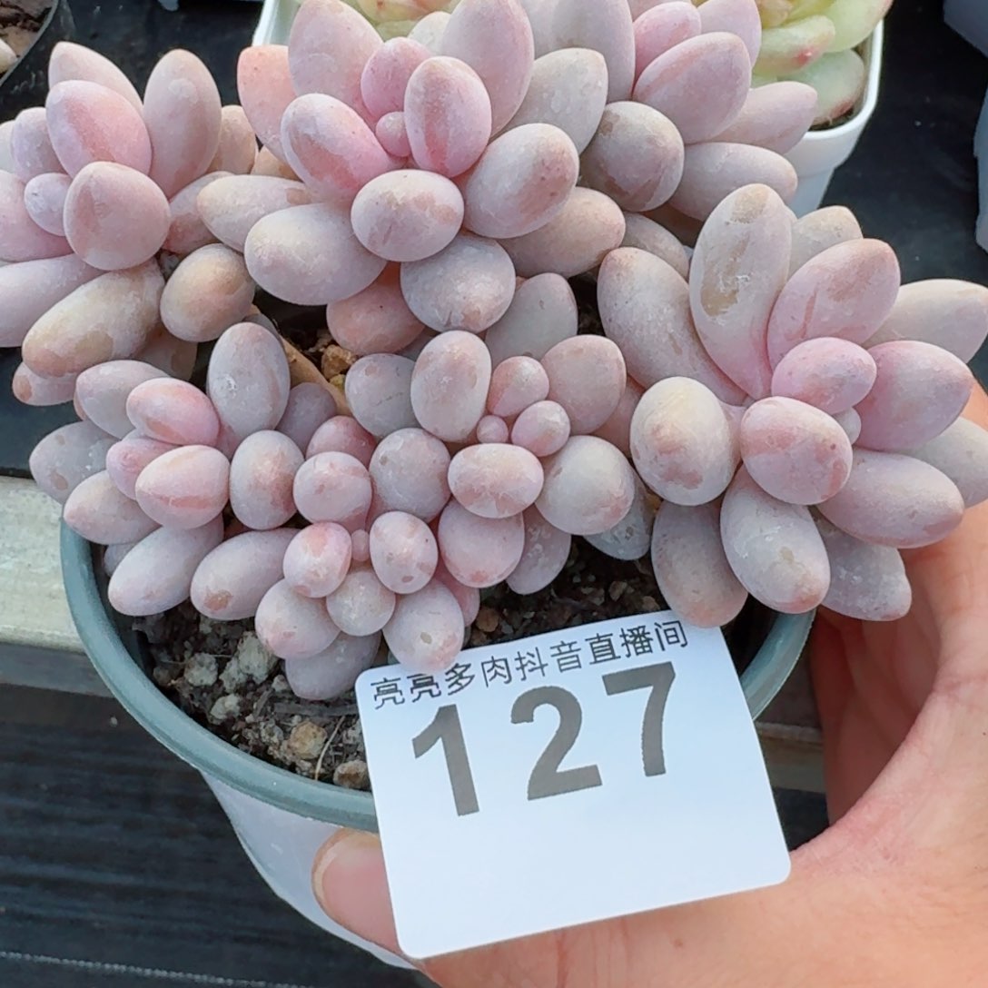 粉色恋人群生         精品多肉