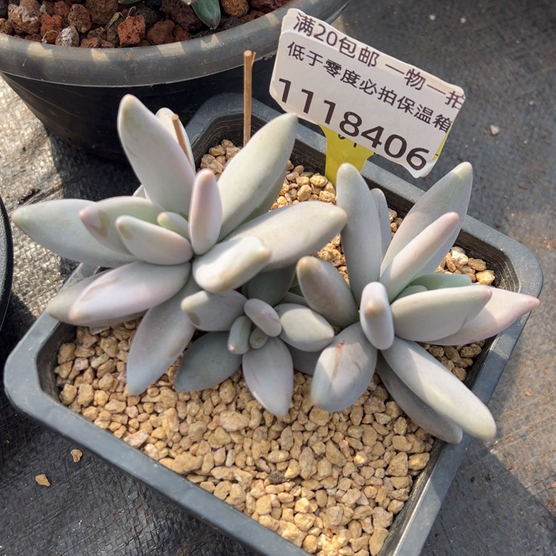 1118406 企鹅美人3头老桩开播福利