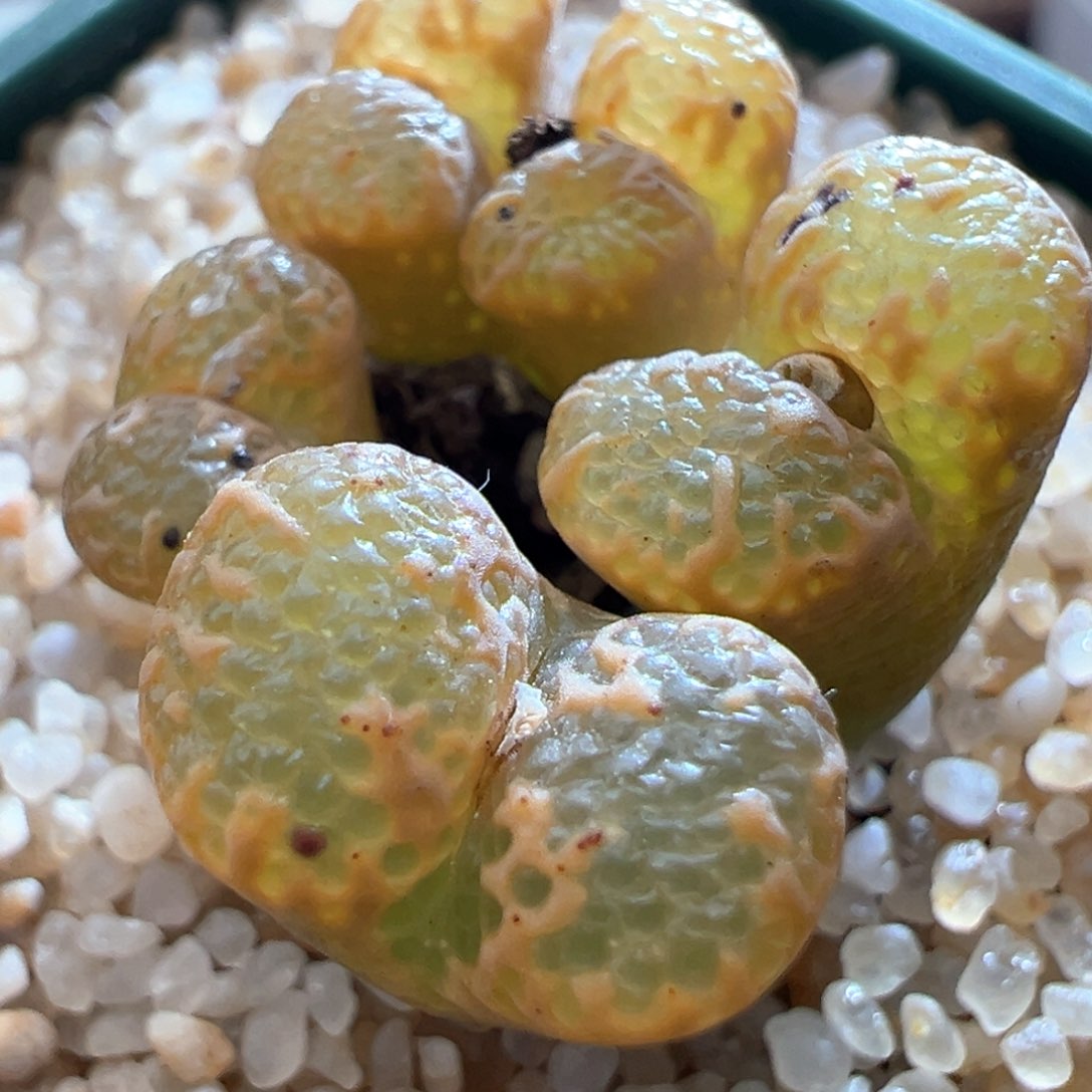 394优选全窗泡泡勋章五头