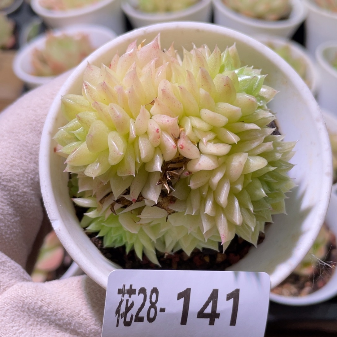 花利美28-141麦秆群