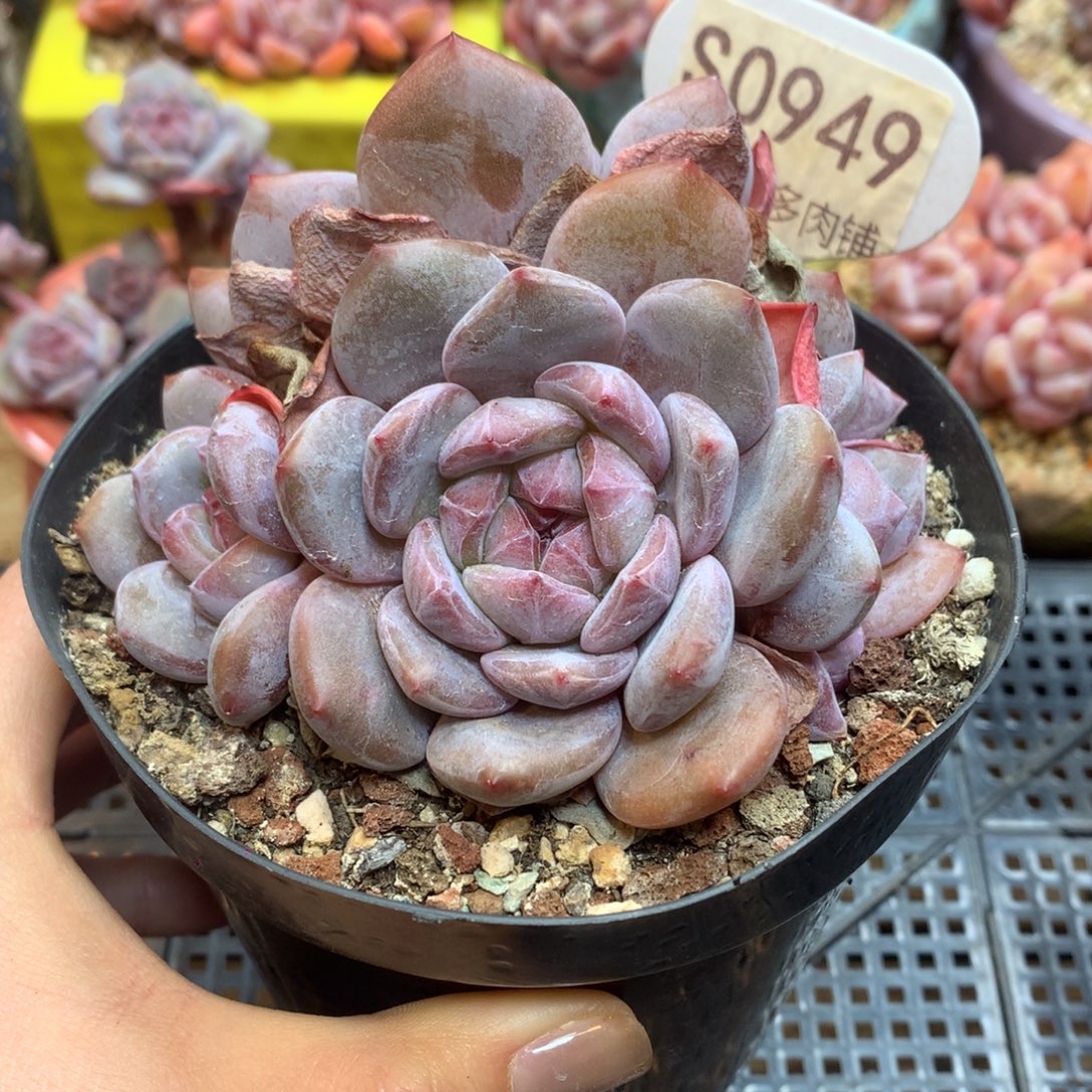 S0949 星影优选 新年开播福利 10.5cm