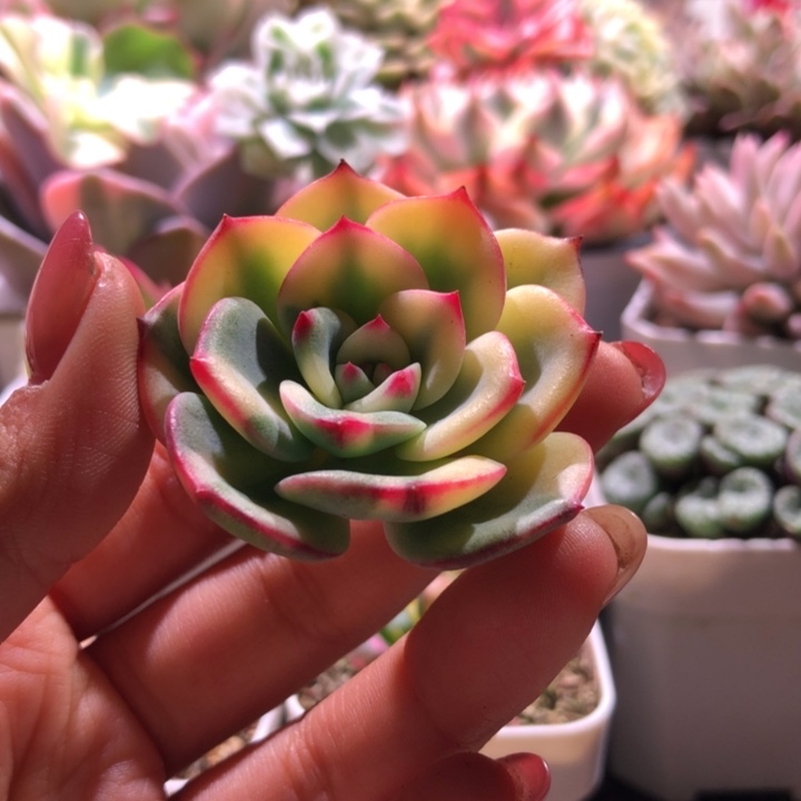 轩***子三文鱼覆轮锦砍头