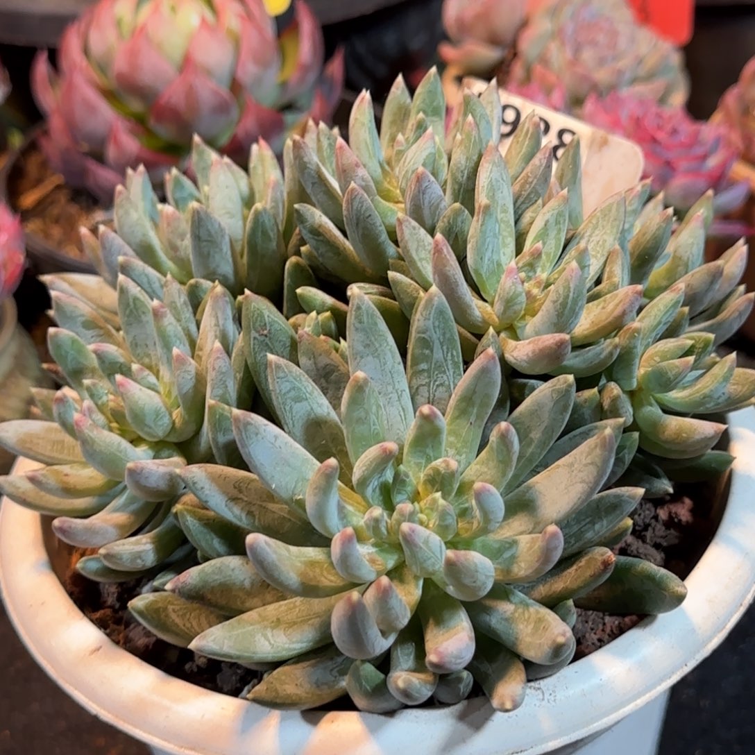 炫彩星惊鸿一物一拍包装收缩花旱928