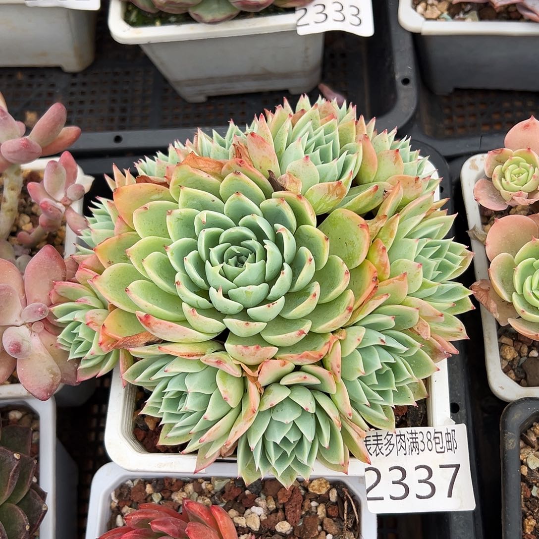 多肉一物一拍植物2337