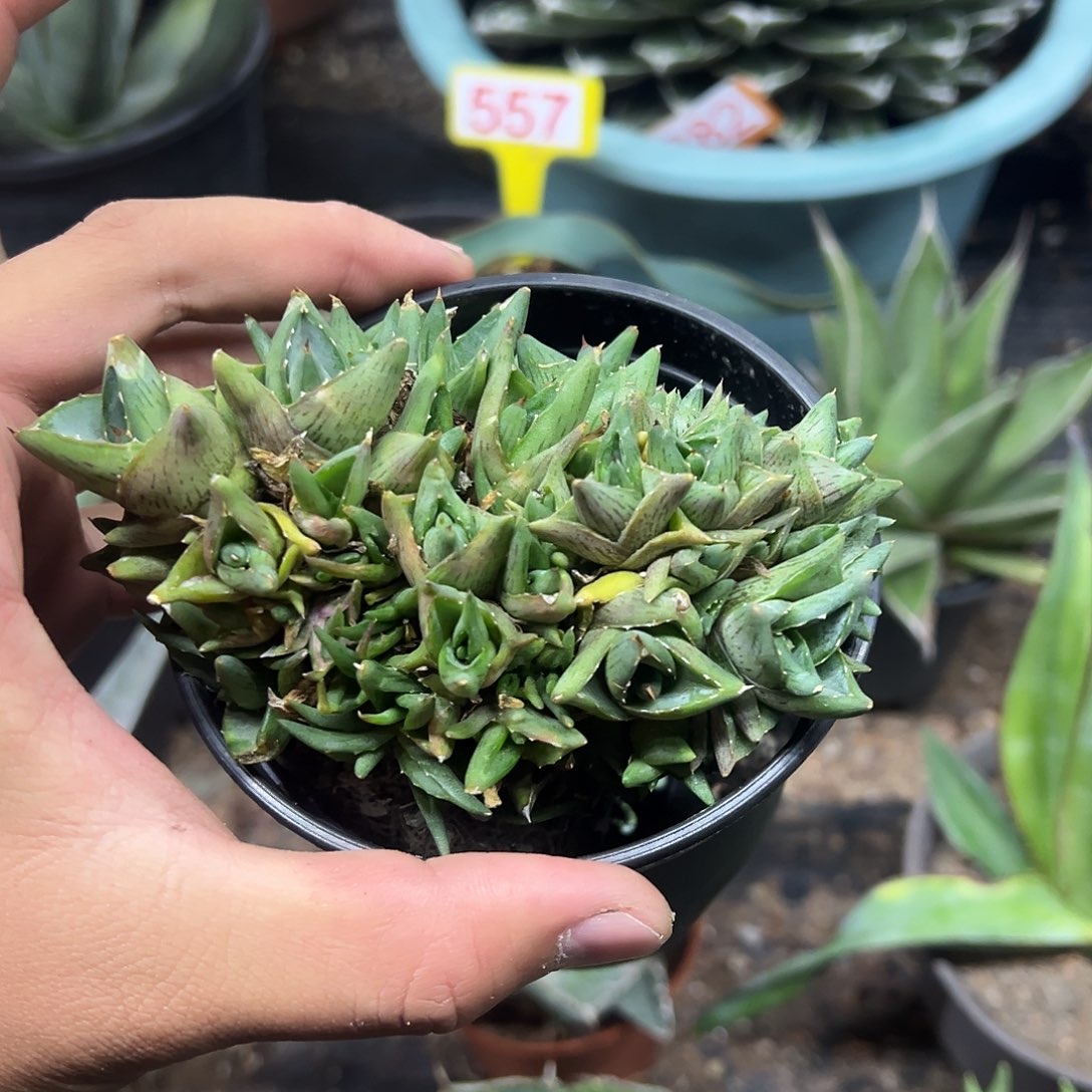 普米拉龙舌兰系列