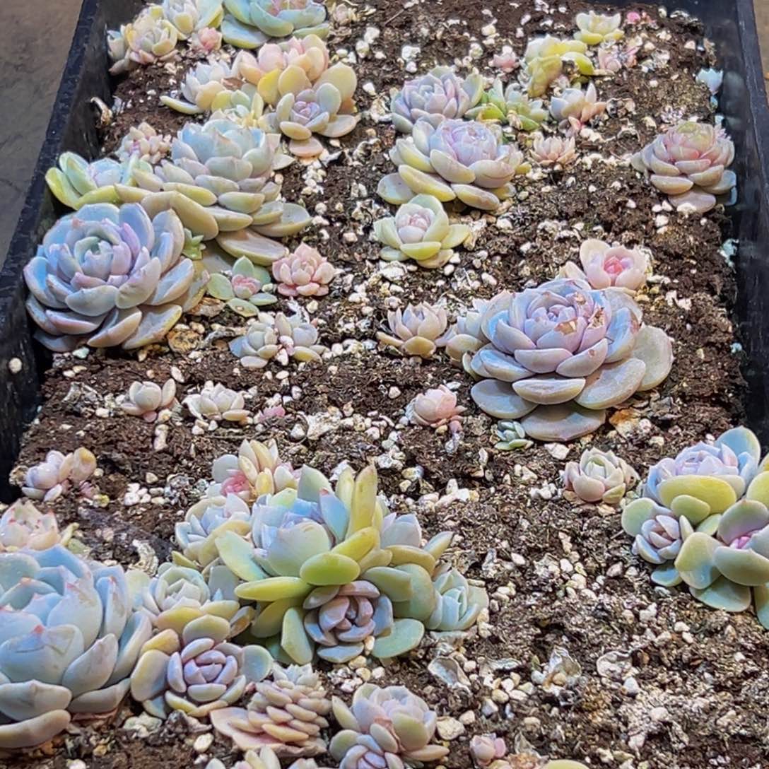 968多肉葡萄的味道真的是很不错