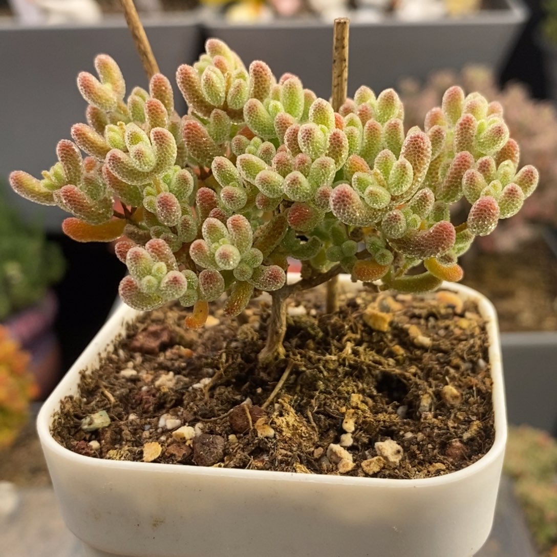 完全开放39号冰晶枝干（6.5cm）