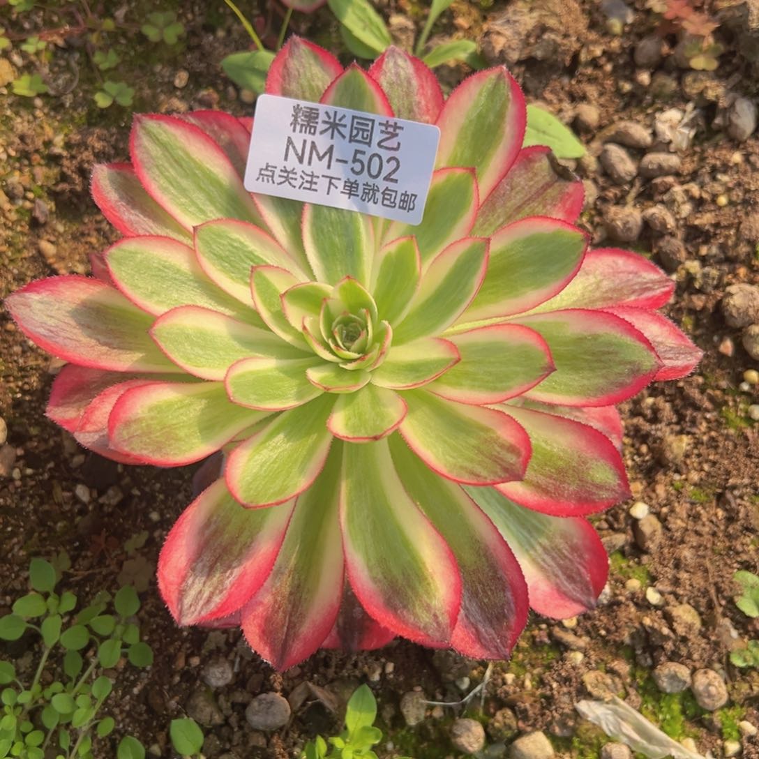 荔枝多肉植物502