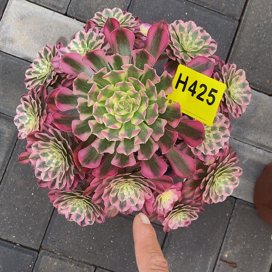 425红铜白333333333333