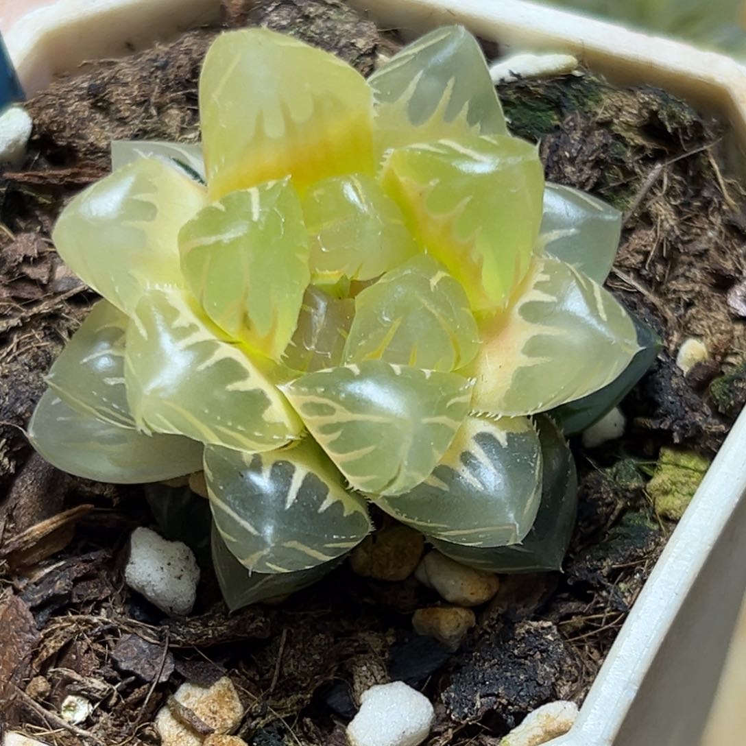 恭喜发财大吉大利0435