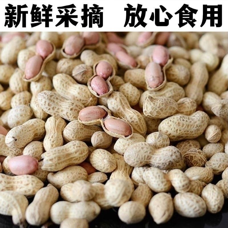 湖南永州农村生花生