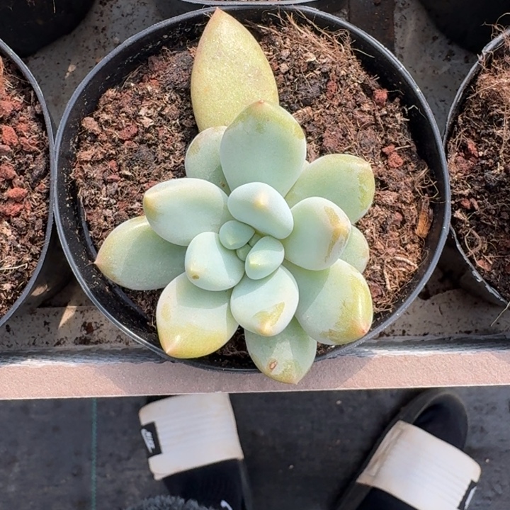 黄胖体 哥特 单头  一物一拍