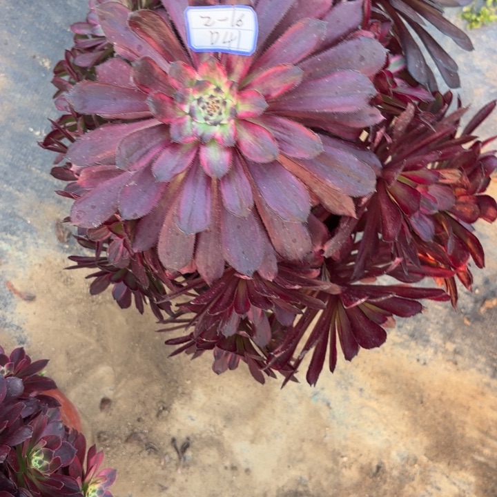 微***?黑魔丹多肉断枝不包41