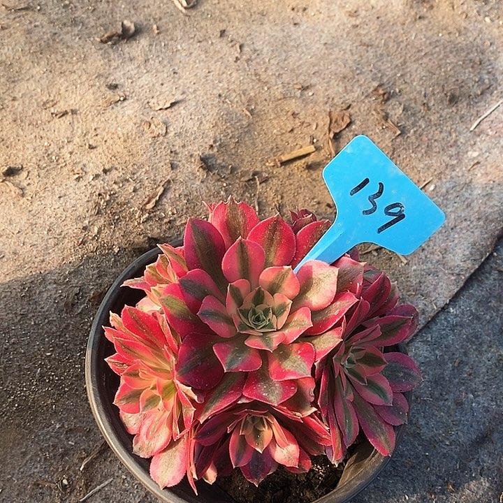 139 一颗粉女郎法师多肉